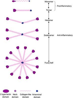 The Dual Role of Surfactant Protein-D in Vascular Inflammation and Development of Cardiovascular Disease